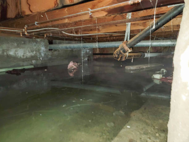 Best Water damage restoration specialists  in Highland, AR